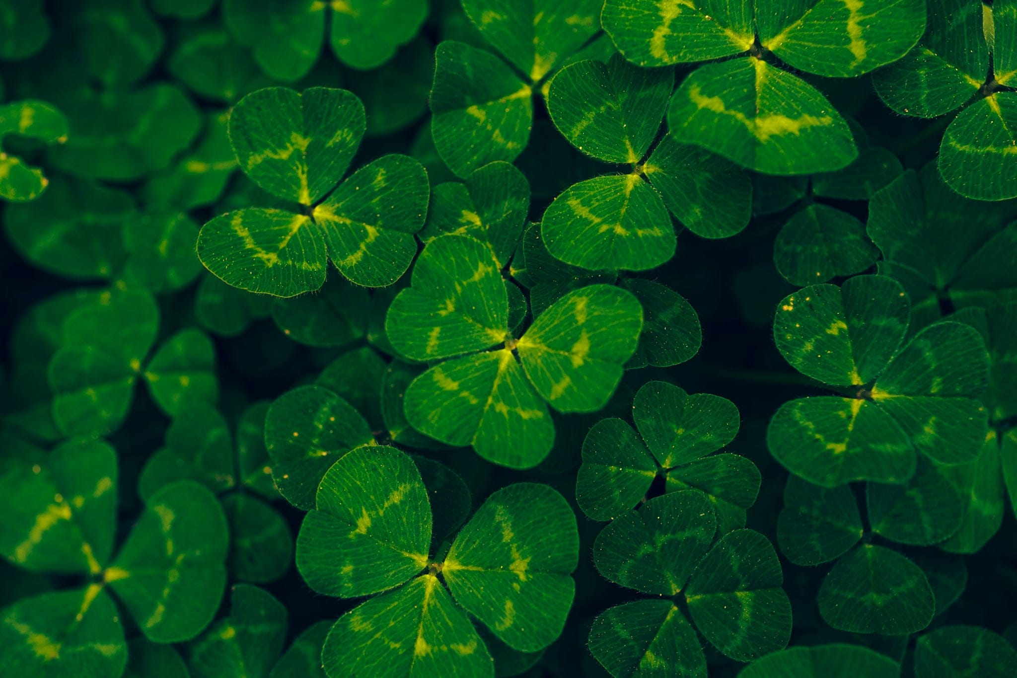 Clover Photo by Timothy Dykes, unsplash.com